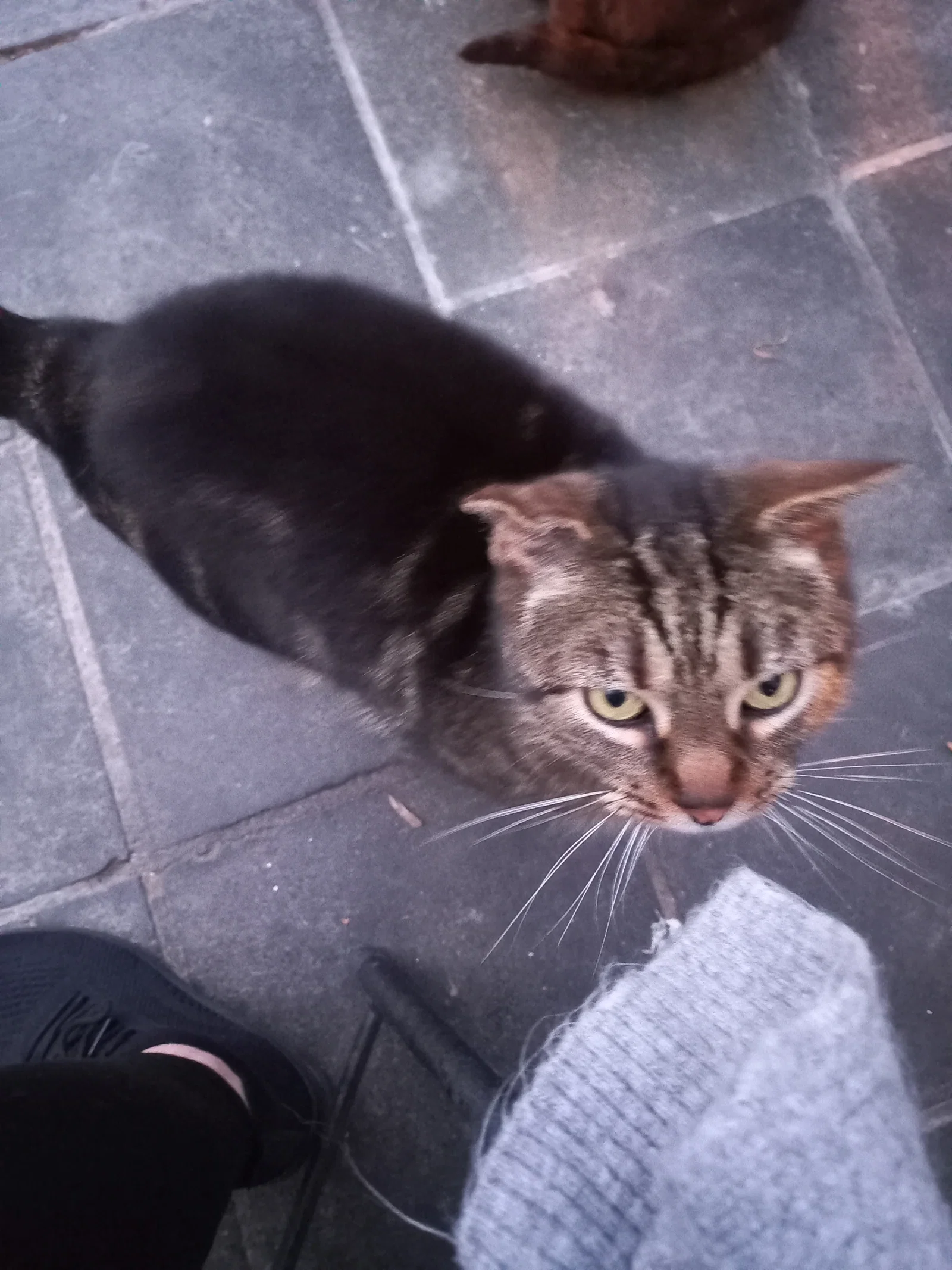 Mystic - Chat Européenne à l'adoption (Hainaut) | Binôme Humain-Animal